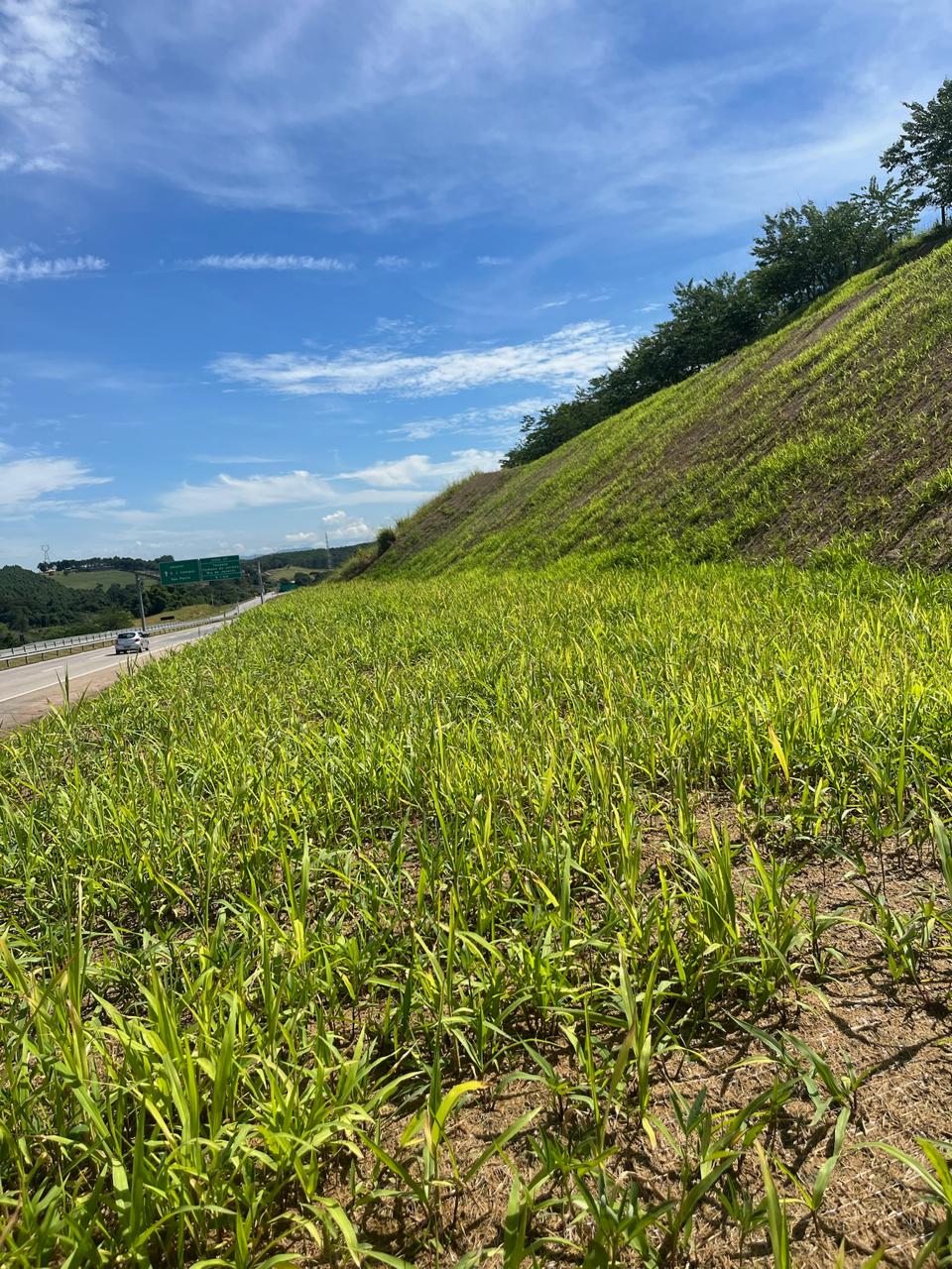 Talude de rodovia 25 dias após hidrossemeadura — cobertura vegetal completa