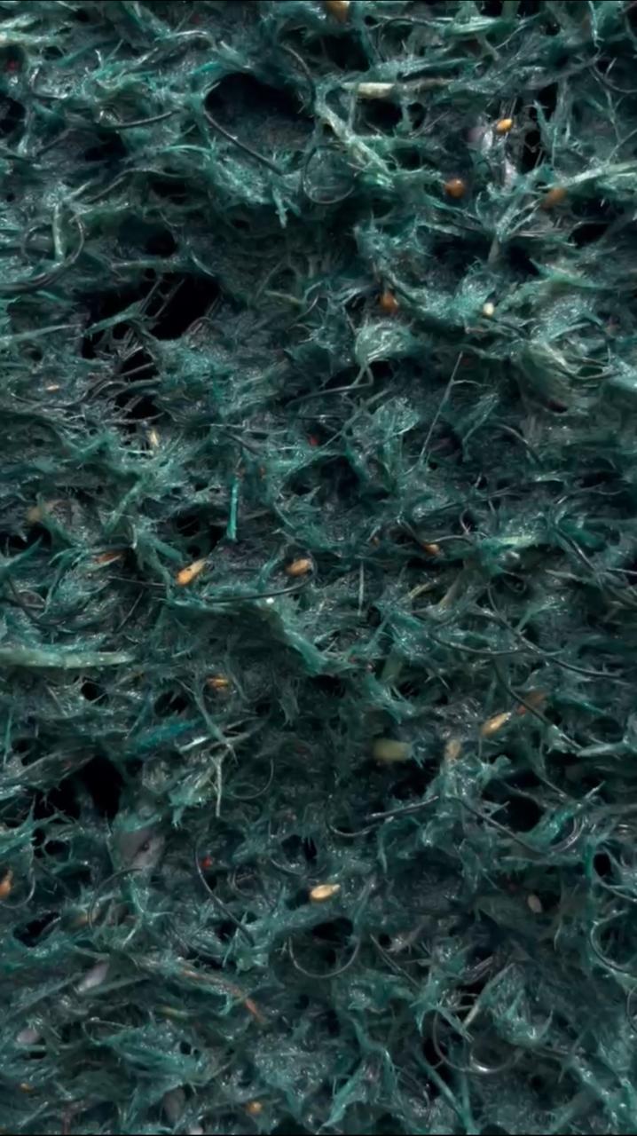 Close-up: sementes ancoradas na fibra mulch da hidrossemeadura